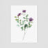 Purple Roses Floral Postcard
